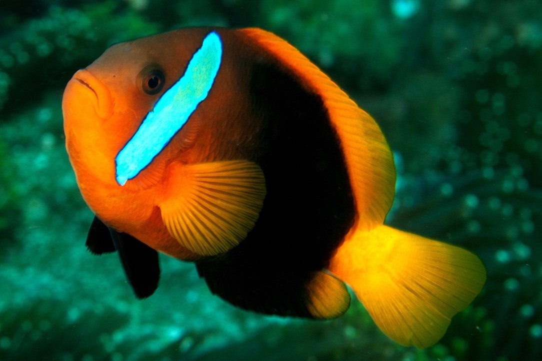 Poisson-clown bistré