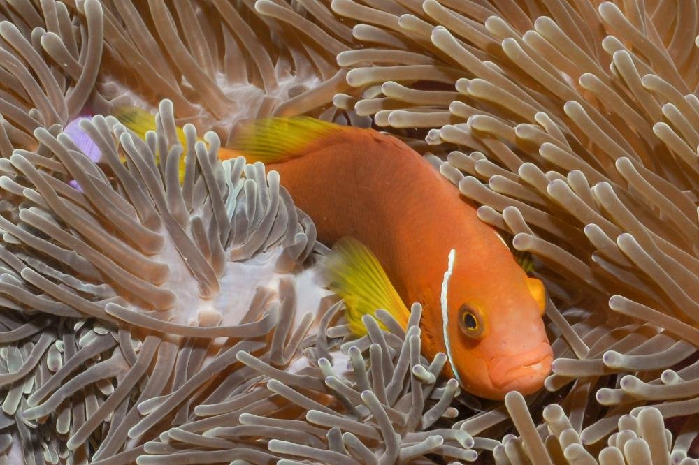 Poisson-clown des Maldives