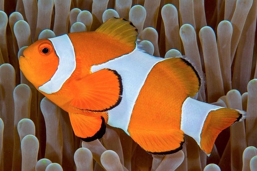 Poisson-clown à trois bandes
