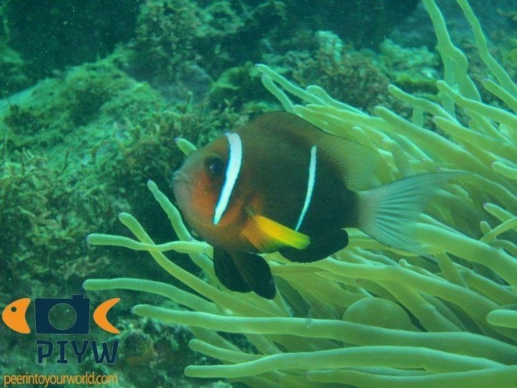 Poisson-clown d’Oman