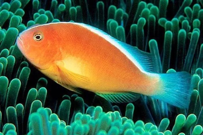 Poisson-clown du Pacifique
