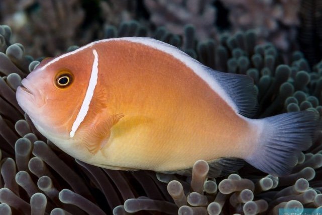 Poisson-clown rose