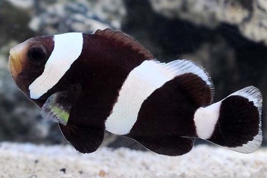 Poisson-clown à selle blanche