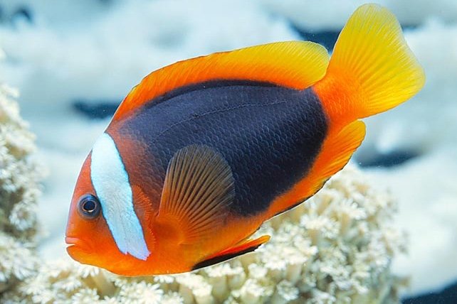 Poisson-clown rouge d’Australie