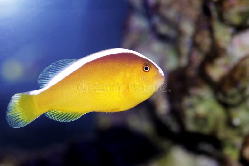 Poisson-clown jaune