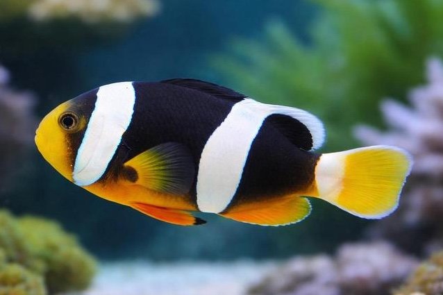Poisson-clown de Seba