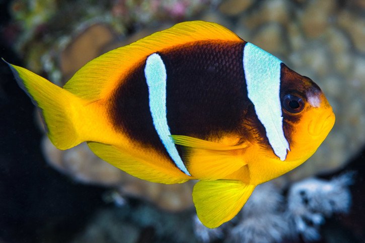 Poisson-clown de Thielle
