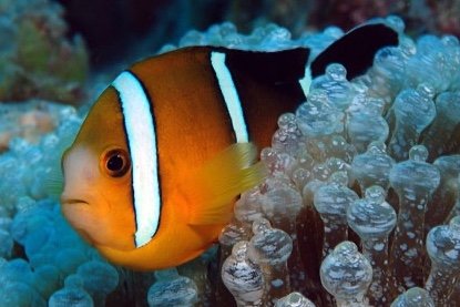 Poisson-clown à trois raies