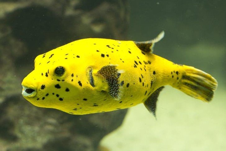 Arothron jaune