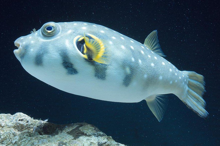 Poisson-ballon à taches blanches