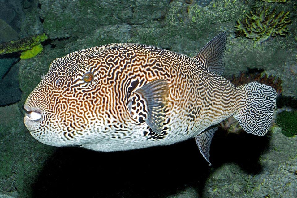 Poisson ballon gribouillé
