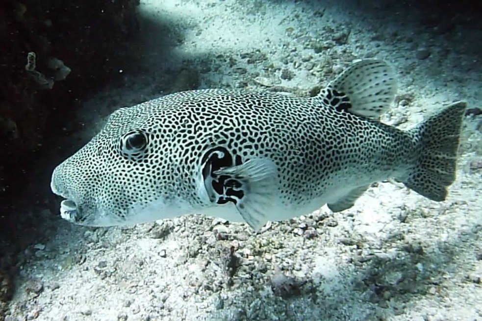 Poisson-ballon géant
