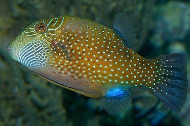 Canthigaster d'Ambon