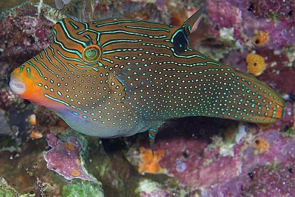 Canthigaster de Papouasie