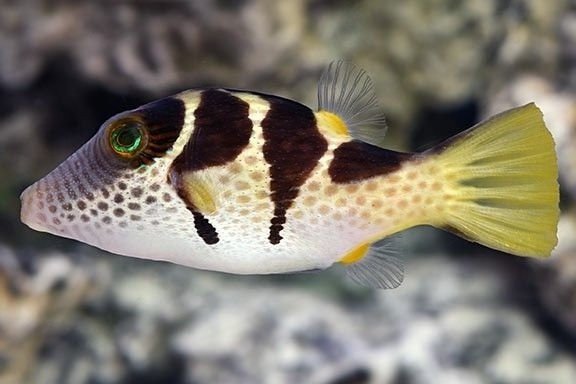 Canthigaster à selle noire