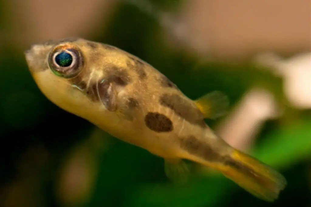 Tétraodon nain du Malabar