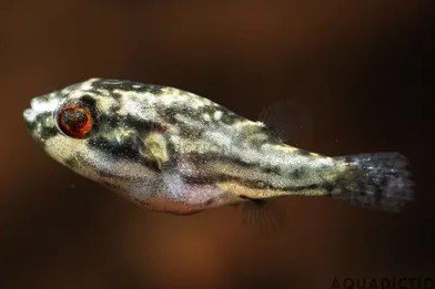 Carinotetraodon salivator