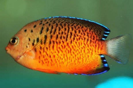 Poisson-ange nain rouille