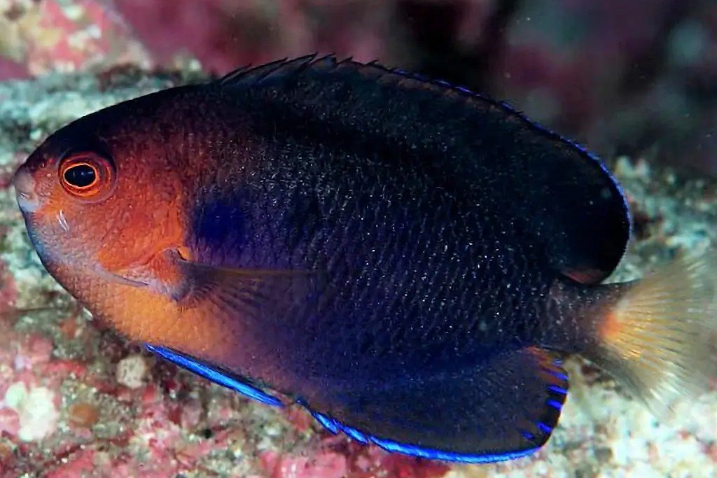 Poisson-ange nain à queue blanche