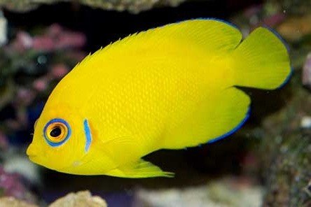 Poisson-ange citron