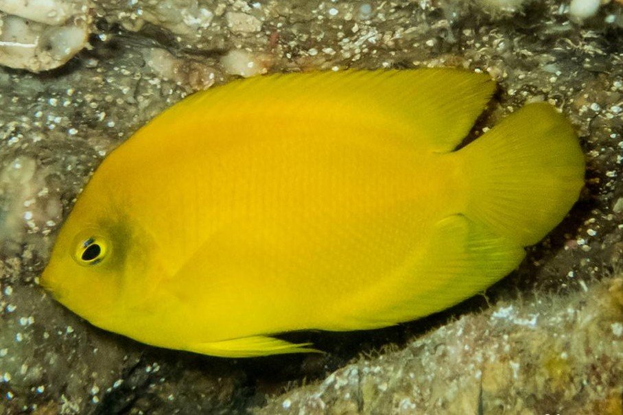 Poisson-ange nain de Herald
