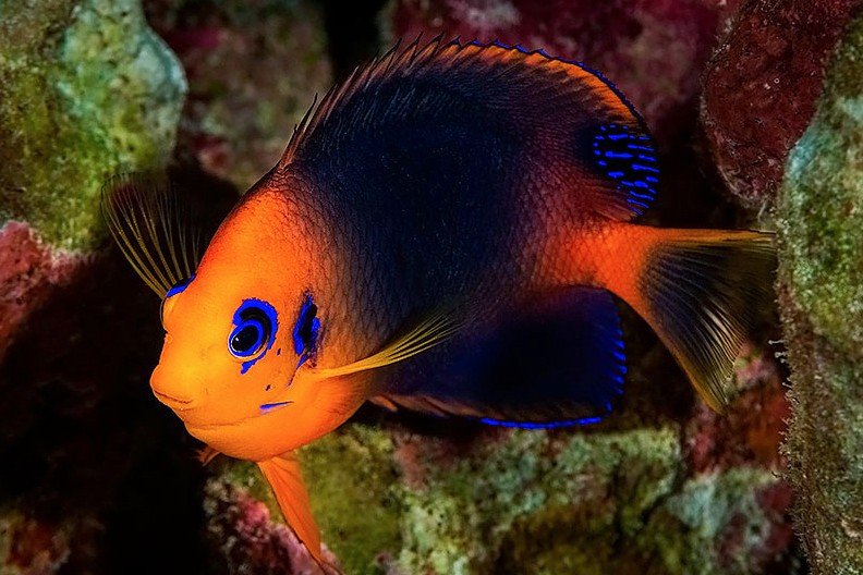 Poisson-ange nain à l’oreille noire