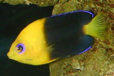Poisson-ange nain à tête jaune