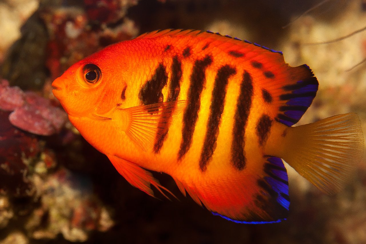 Poisson-ange flamme