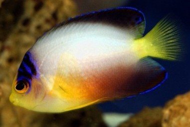 Poisson-ange nain multicolore