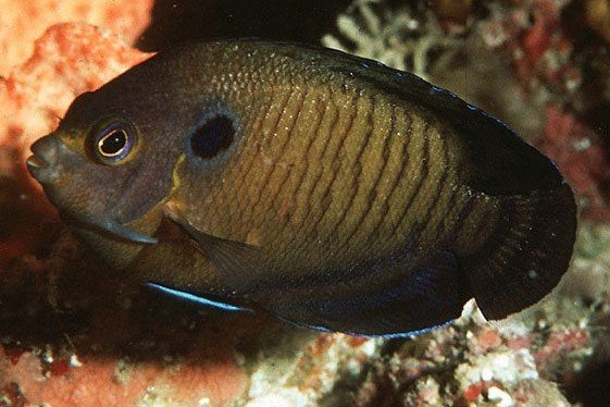 Poisson-ange nain brun