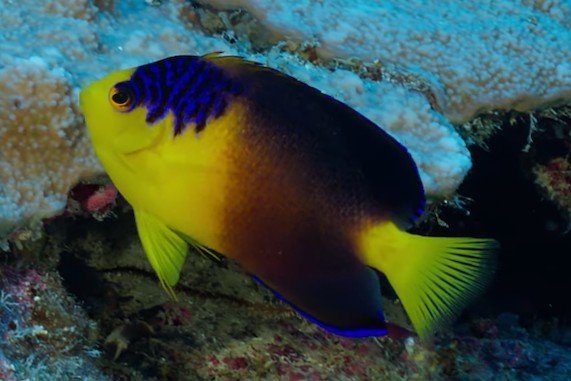 Poisson-ange nain de Nahacky
