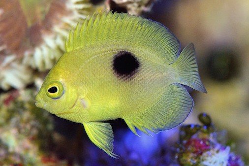 Narc Angelfish