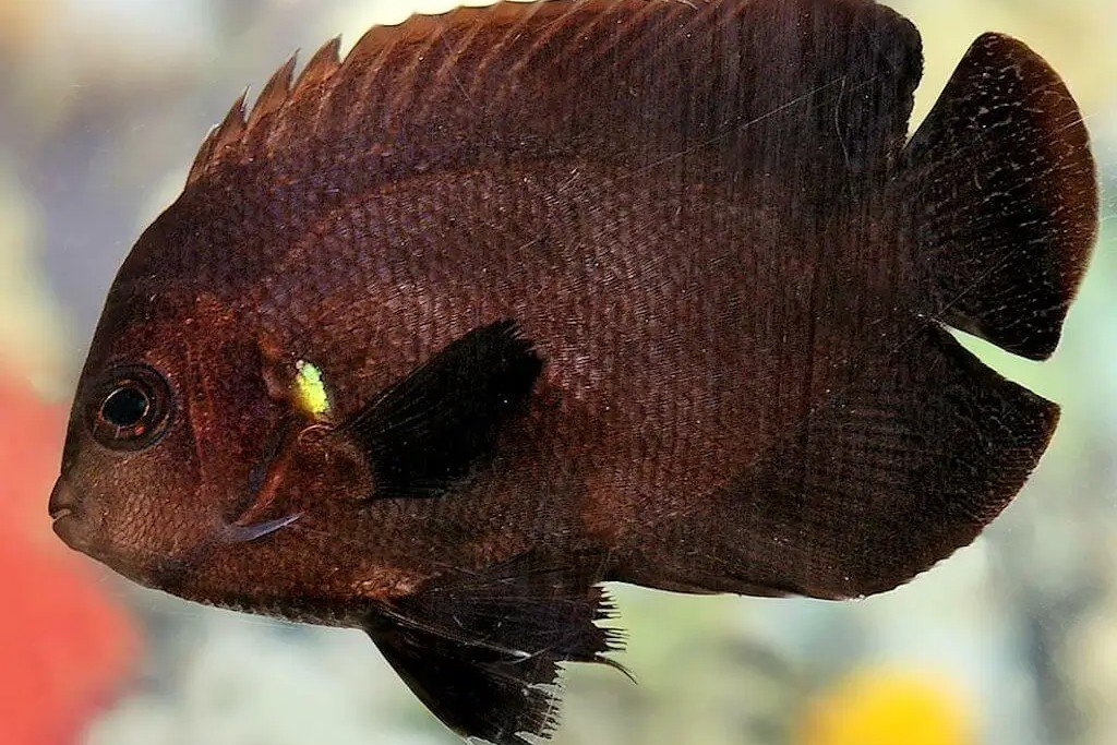 Poisson-ange nain de minuit