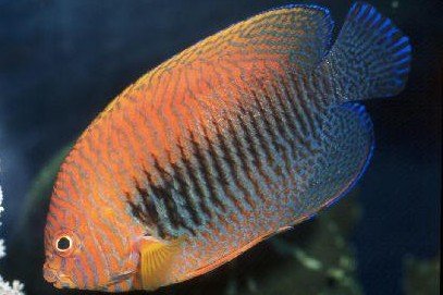 Poisson-ange nain de Potter