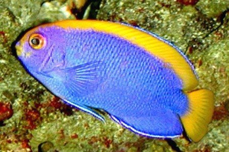 Poisson-ange pygmée resplendissant