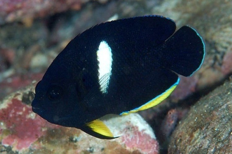 Poisson-ange trou de serrure
