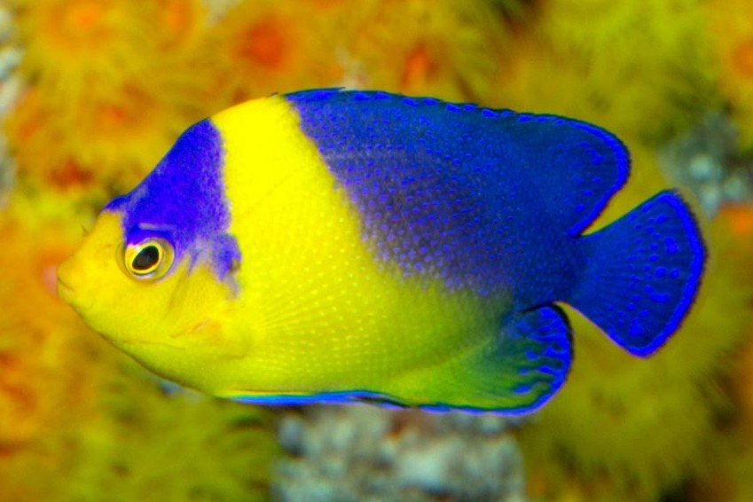 Centropyge masqué élégant