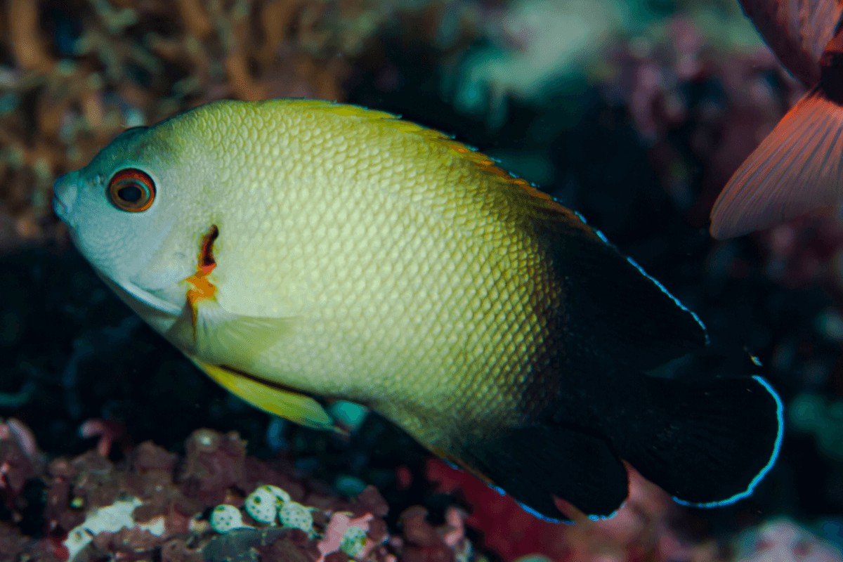 Poisson-ange à écailles