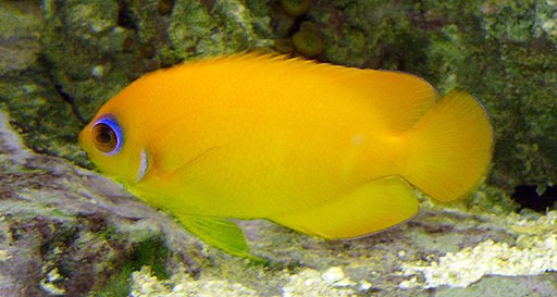 Ange citron