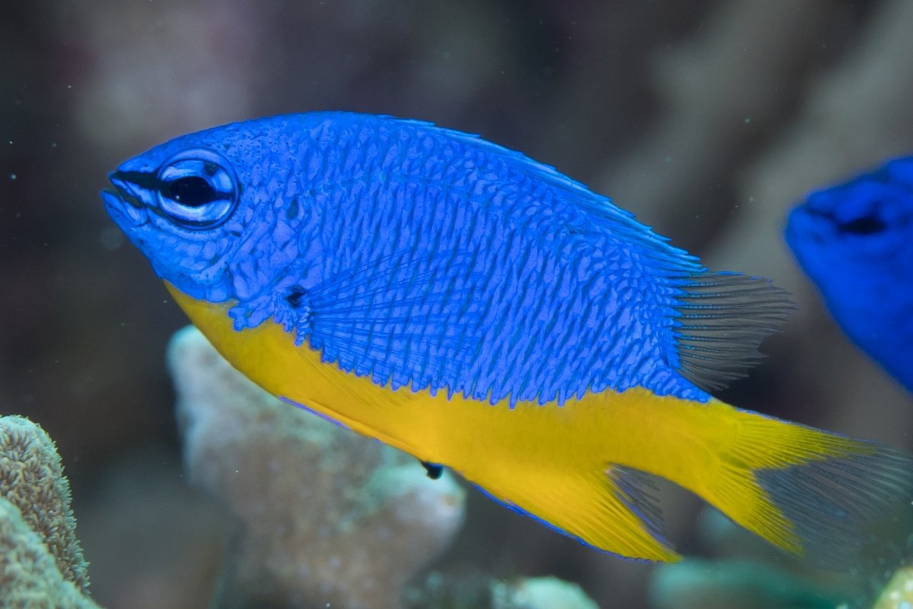 Demoiselle bleue d'Arnaz
