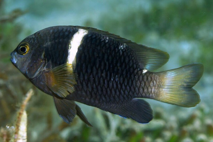 Chrysiptera biocellata