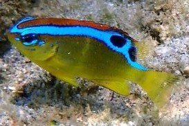 Demoiselle bleu électrique