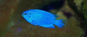 Demoiselle bleue