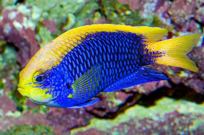 Demoiselle de Starck