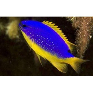 Demoiselle des mers du sud