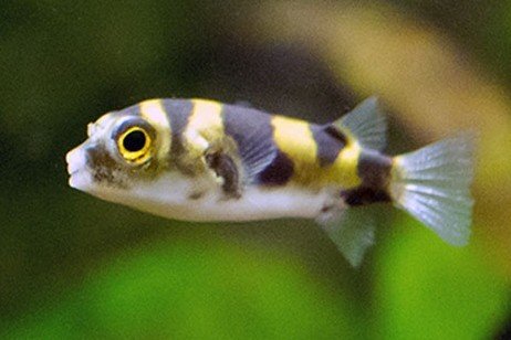 Poisson-ballon amazonien