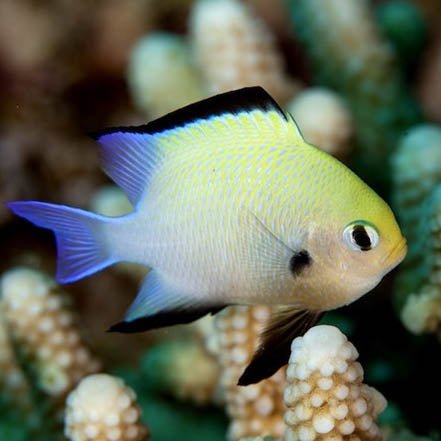 Dascyllus marginatus
