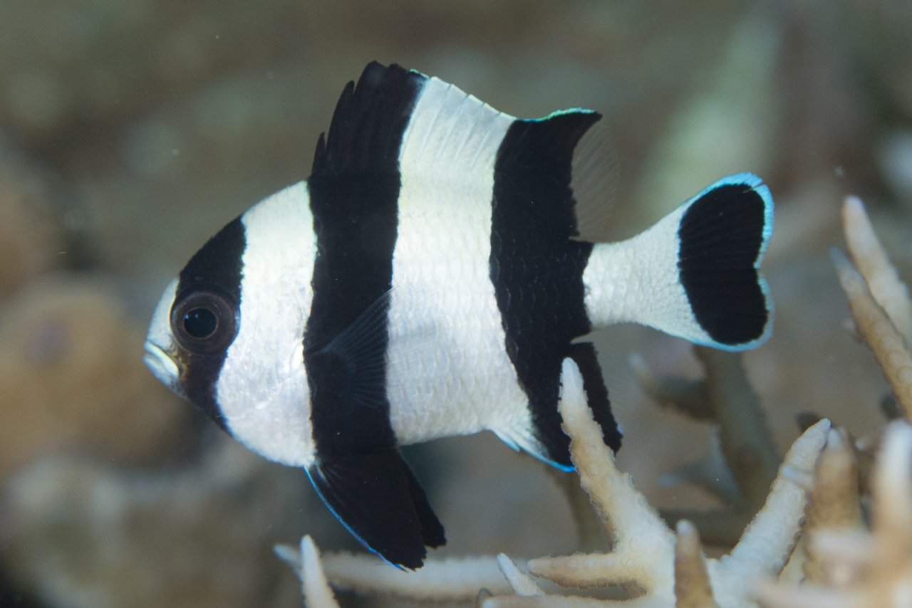 Dascyllus melanurus