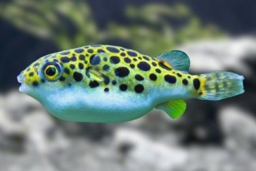 Tétrodon vert