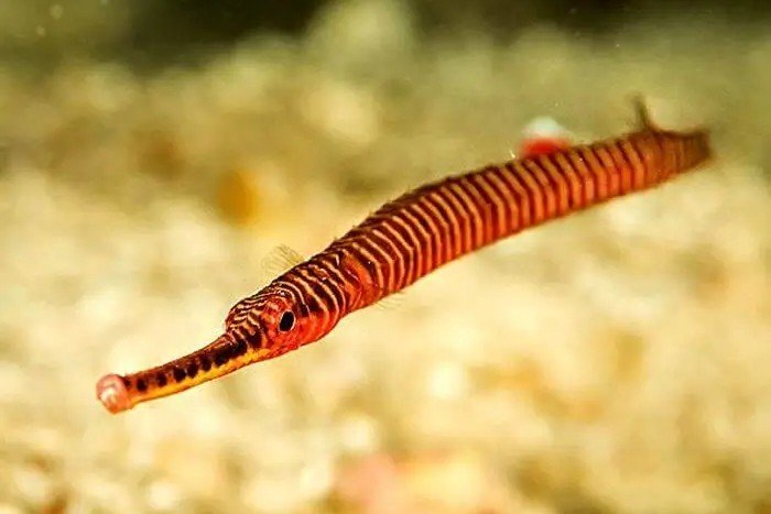 Syngnathe annelé
